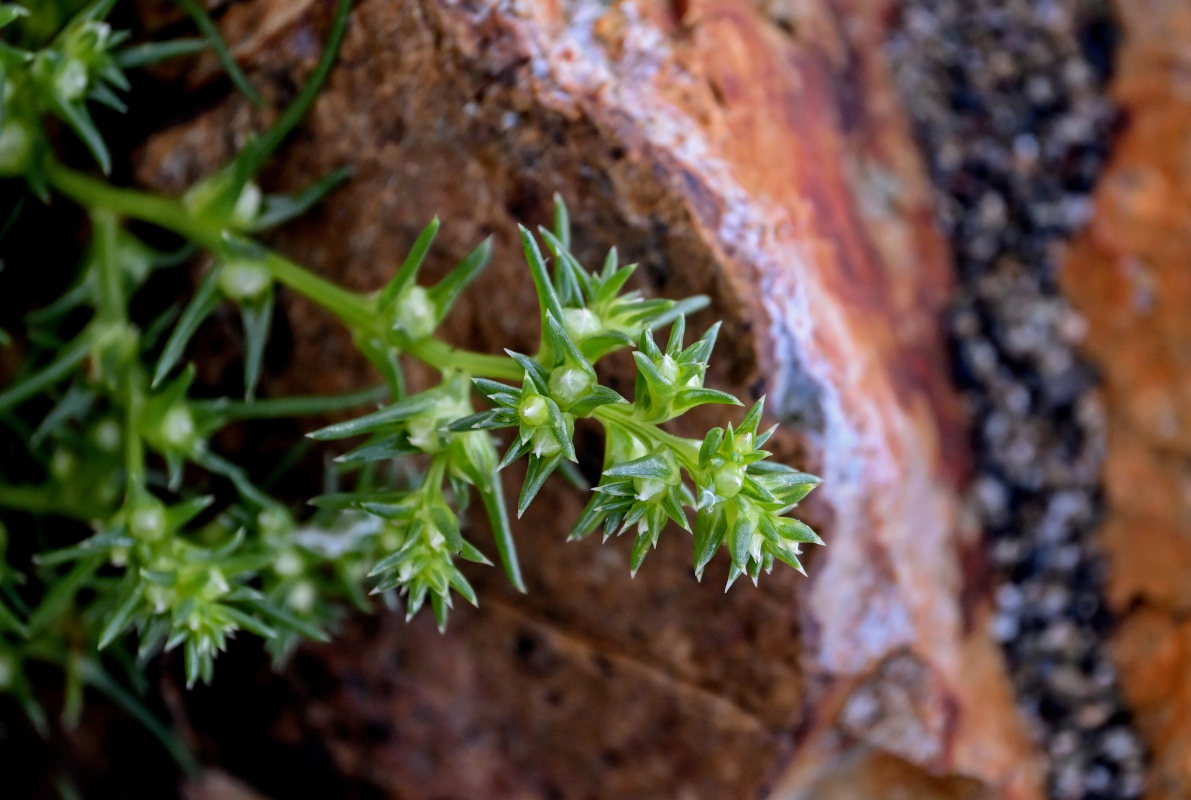 Image of Salsola komarovii specimen.