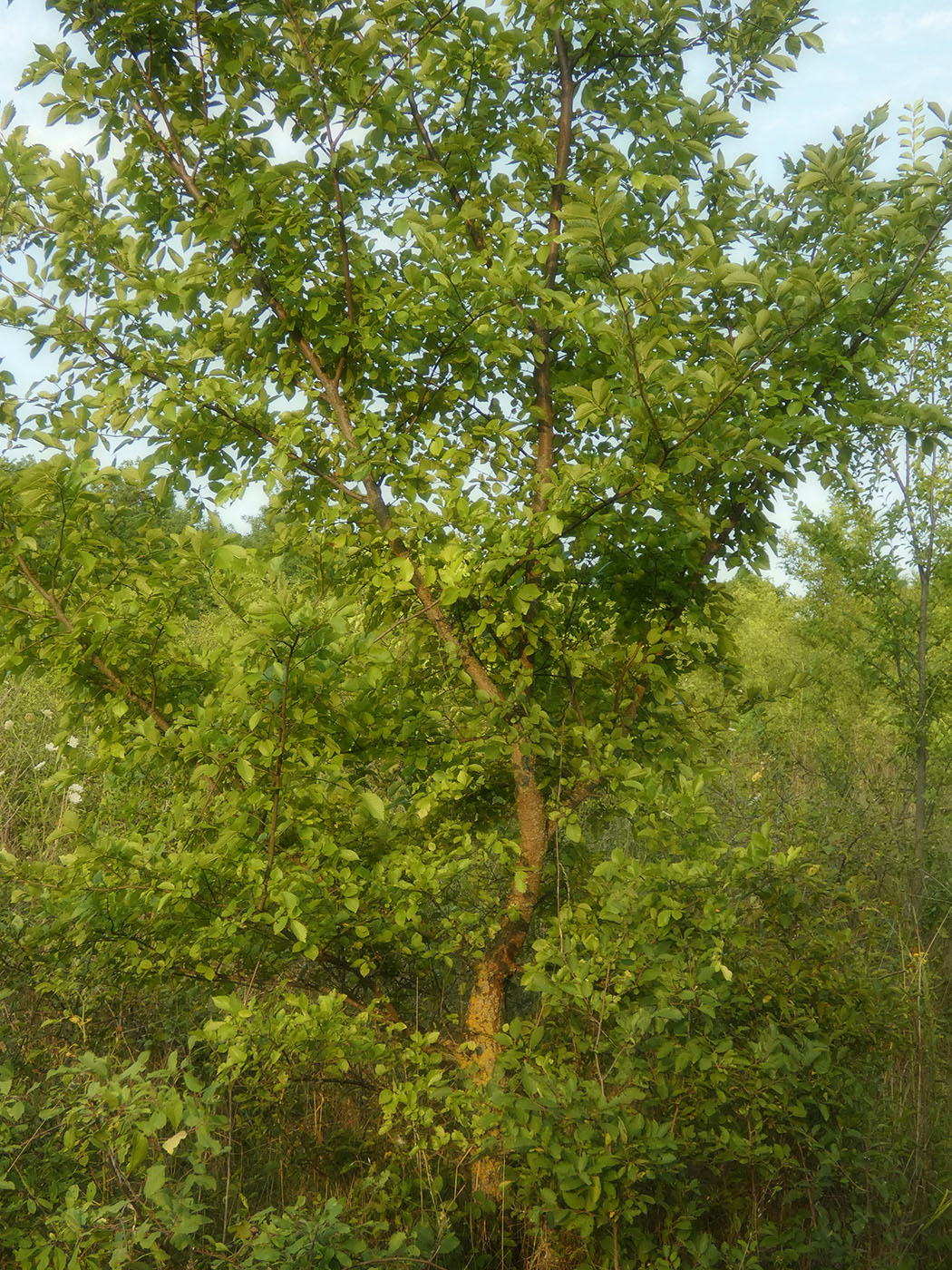 Изображение особи Ulmus pumila.