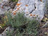 Astragalus pskemensis