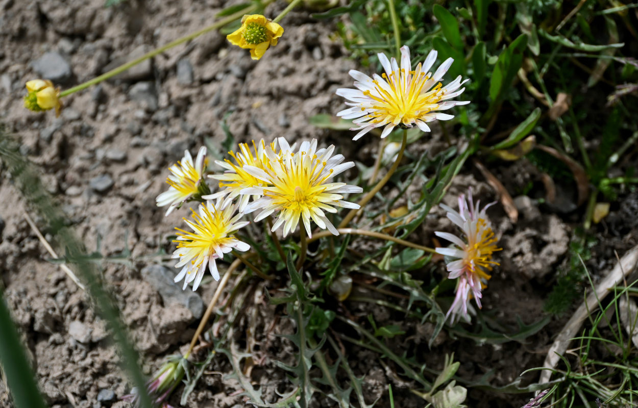 Image of genus Taraxacum specimen.