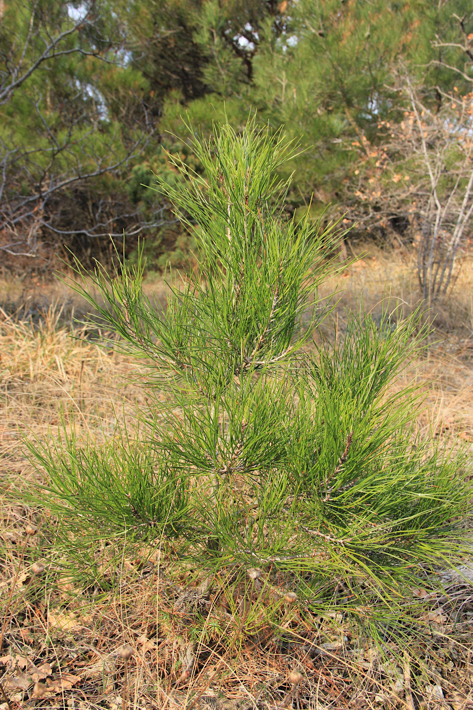 Image of Pinus pityusa specimen.