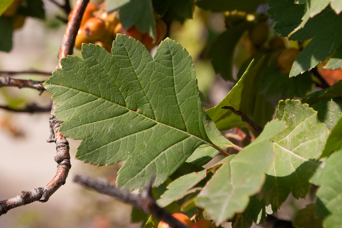 Изображение особи Crataegus dahurica.