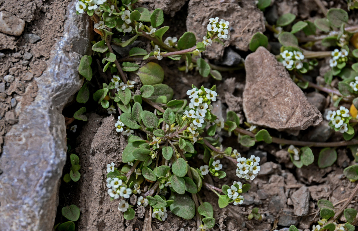 Изображение особи Taphrospermum altaicum.