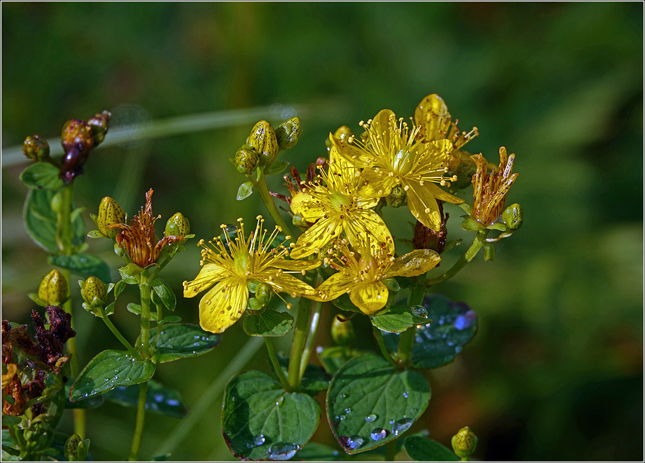 Изображение особи Hypericum perforatum.