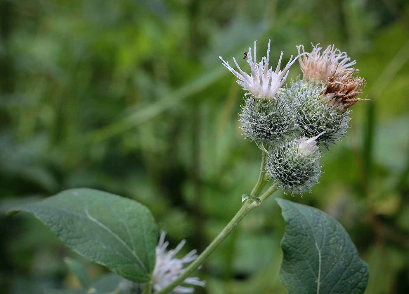 Изображение особи Arctium tomentosum.