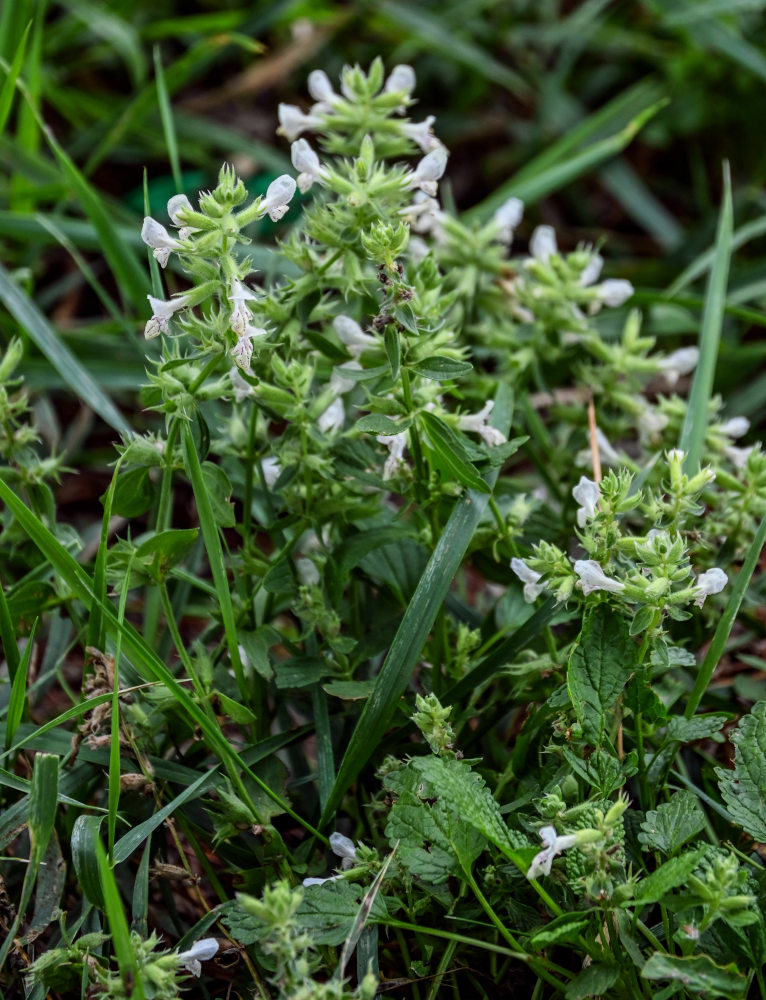 Изображение особи Stachys pubescens.