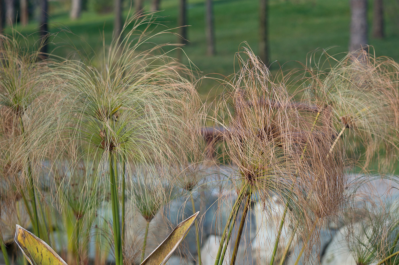 Изображение особи Cyperus papyrus.