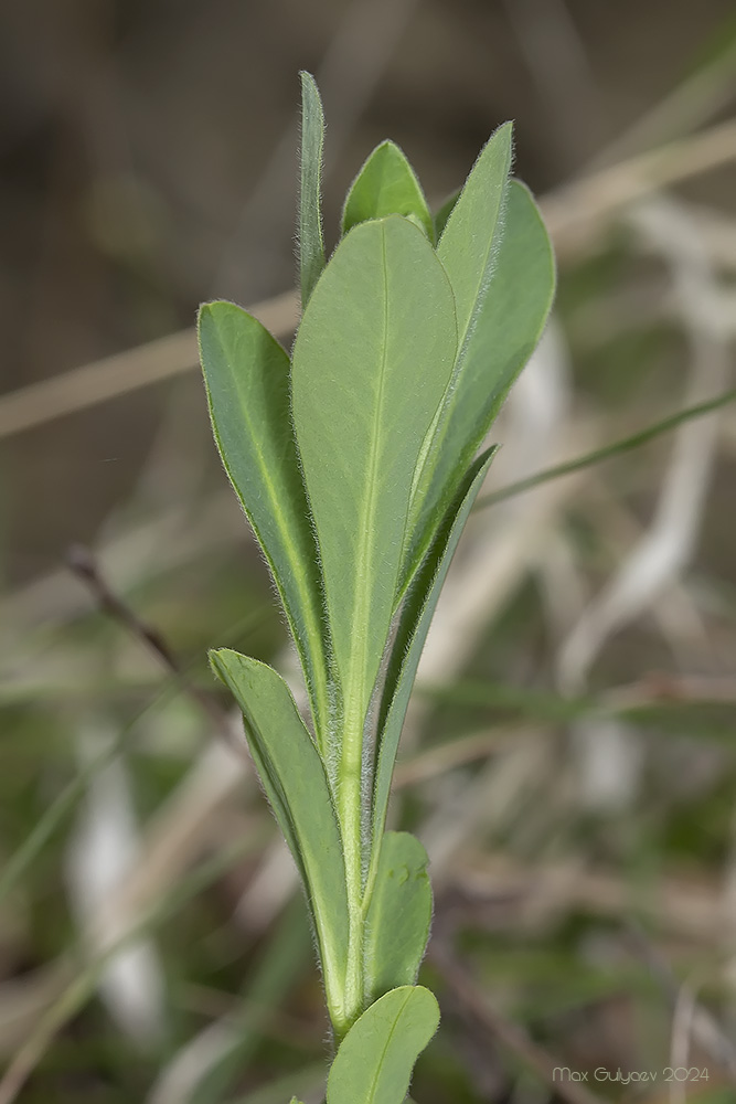 Image of Euphorbia amygdaloides specimen.