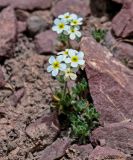 Androsace lehmanniana. Цветущее растение. Киргизия, Ошская обл., Памир, Заалайский хр., гребень пика Петровского, ≈ 4000 м н.у.м., каменистый склон. 05.07.2022.