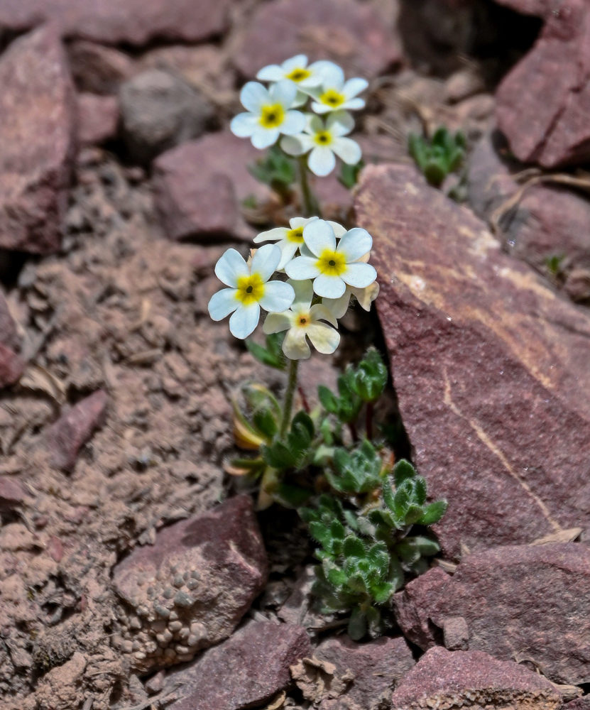 Image of Androsace lehmanniana specimen.