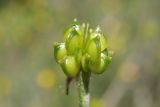 Ranunculus neapolitanus