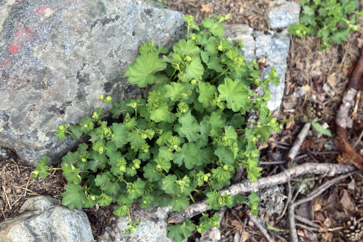 Image of Alchemilla divaricans specimen.