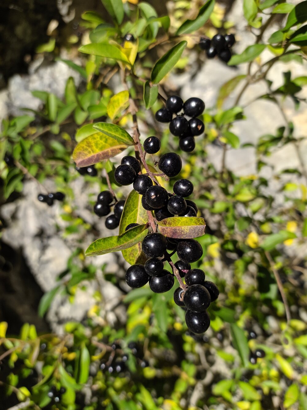 Изображение особи Ligustrum vulgare.