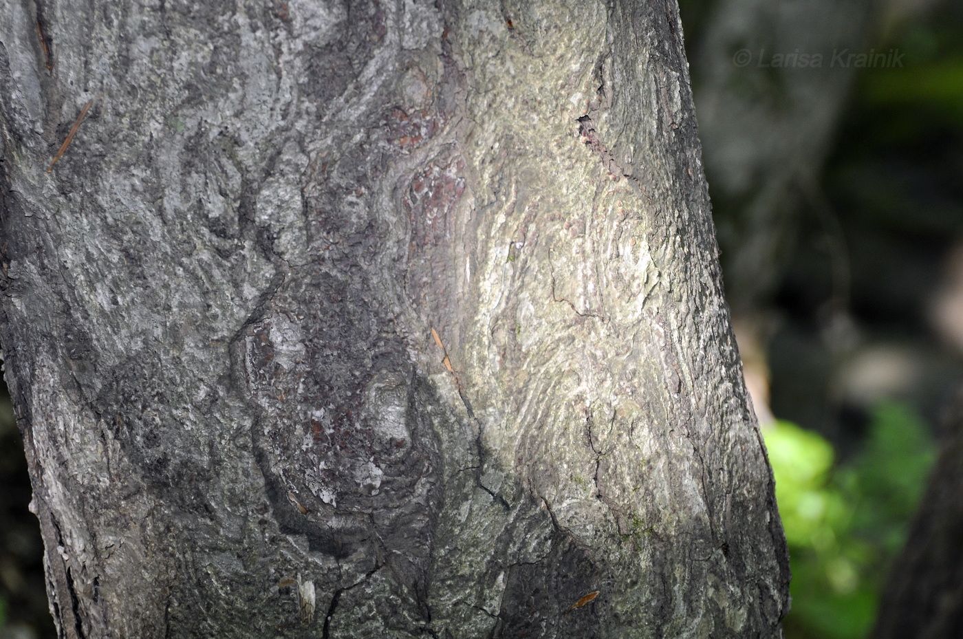 Image of Betula schmidtii specimen.