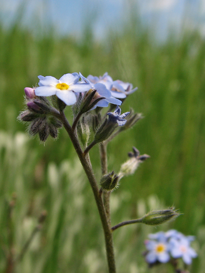 Image of Myosotis popovii specimen.