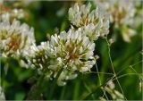 Trifolium repens