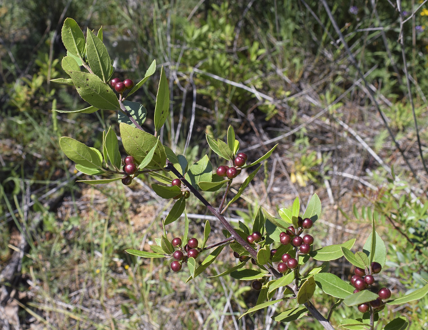 Image of Rhamnus alaternus specimen.