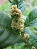 Persicaria lapathifolia