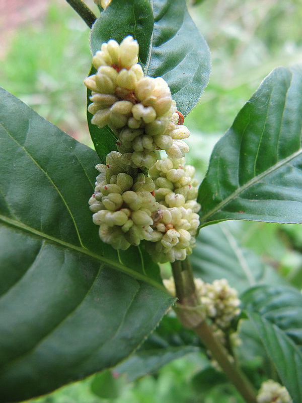 Изображение особи Persicaria lapathifolia.