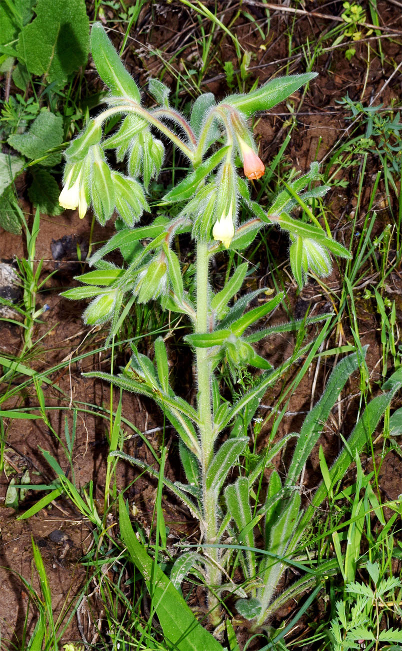 Image of Onosma dichroantha specimen.