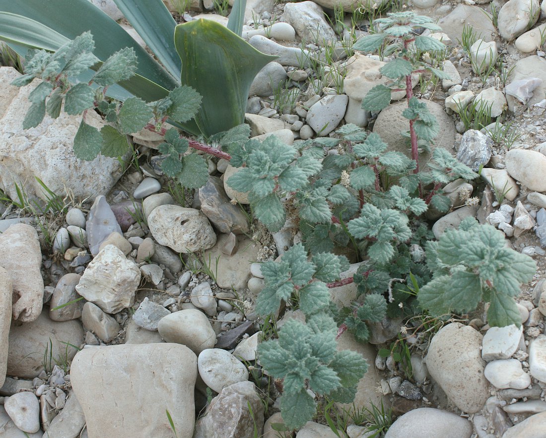 Image of Forsskaolea tenacissima specimen.