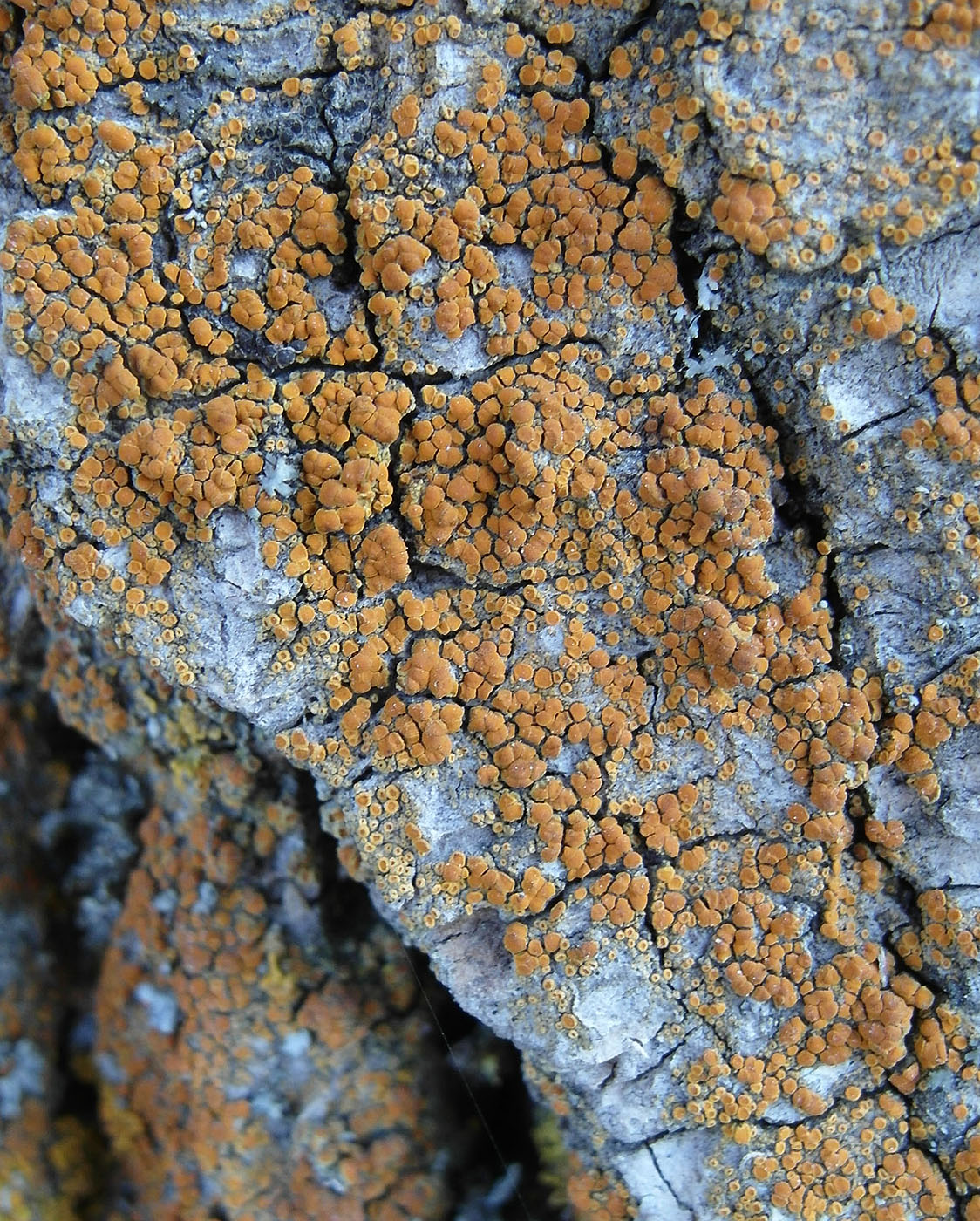 Изображение особи Calogaya ferrugineoides.