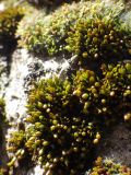 семейство Orthotrichaceae