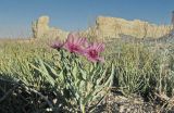 Tragopogon marginifolius