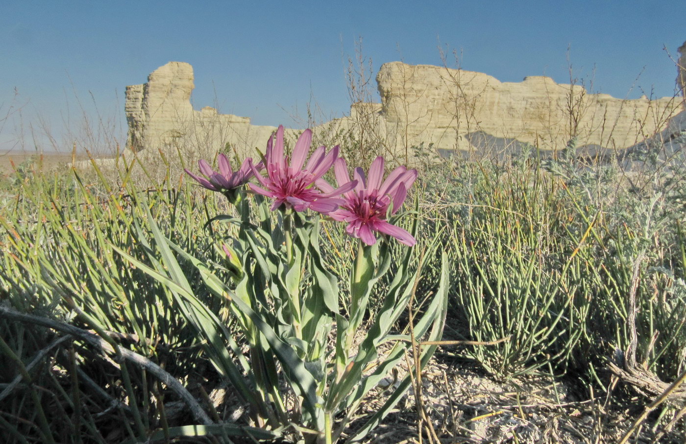 Image of Tragopogon marginifolius specimen.