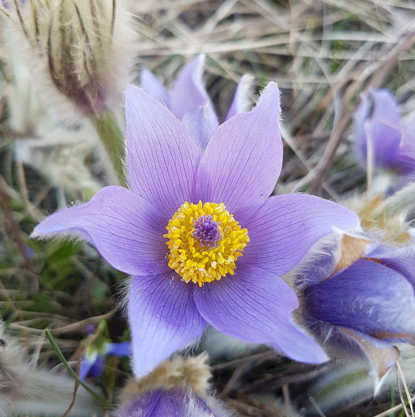 Изображение особи Pulsatilla grandis.