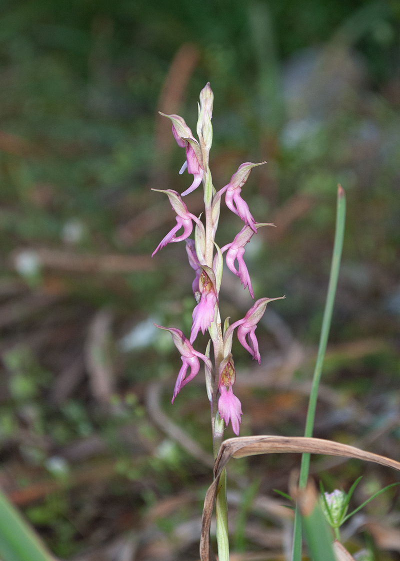 Image of Anacamptis sancta specimen.