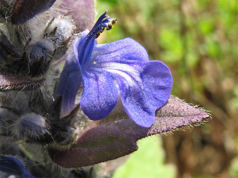 Изображение особи Ajuga genevensis.