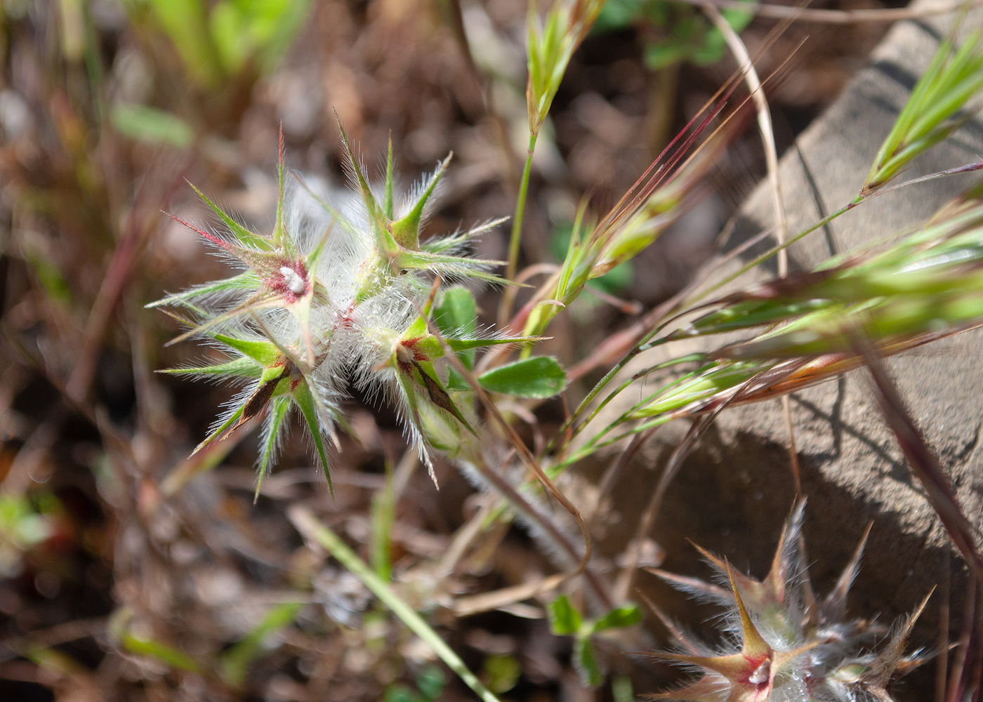 Image of Trifolium stellatum specimen.