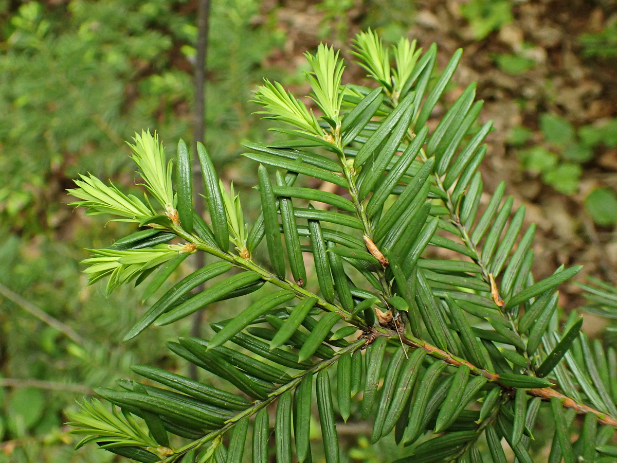 Image of Taxus cuspidata specimen.