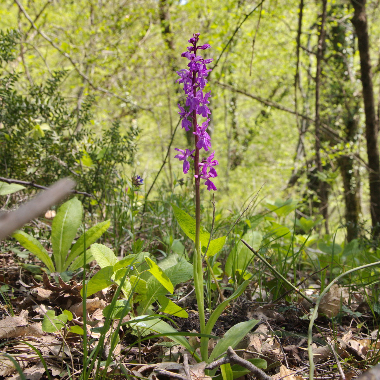 Image of Orchis mascula specimen.
