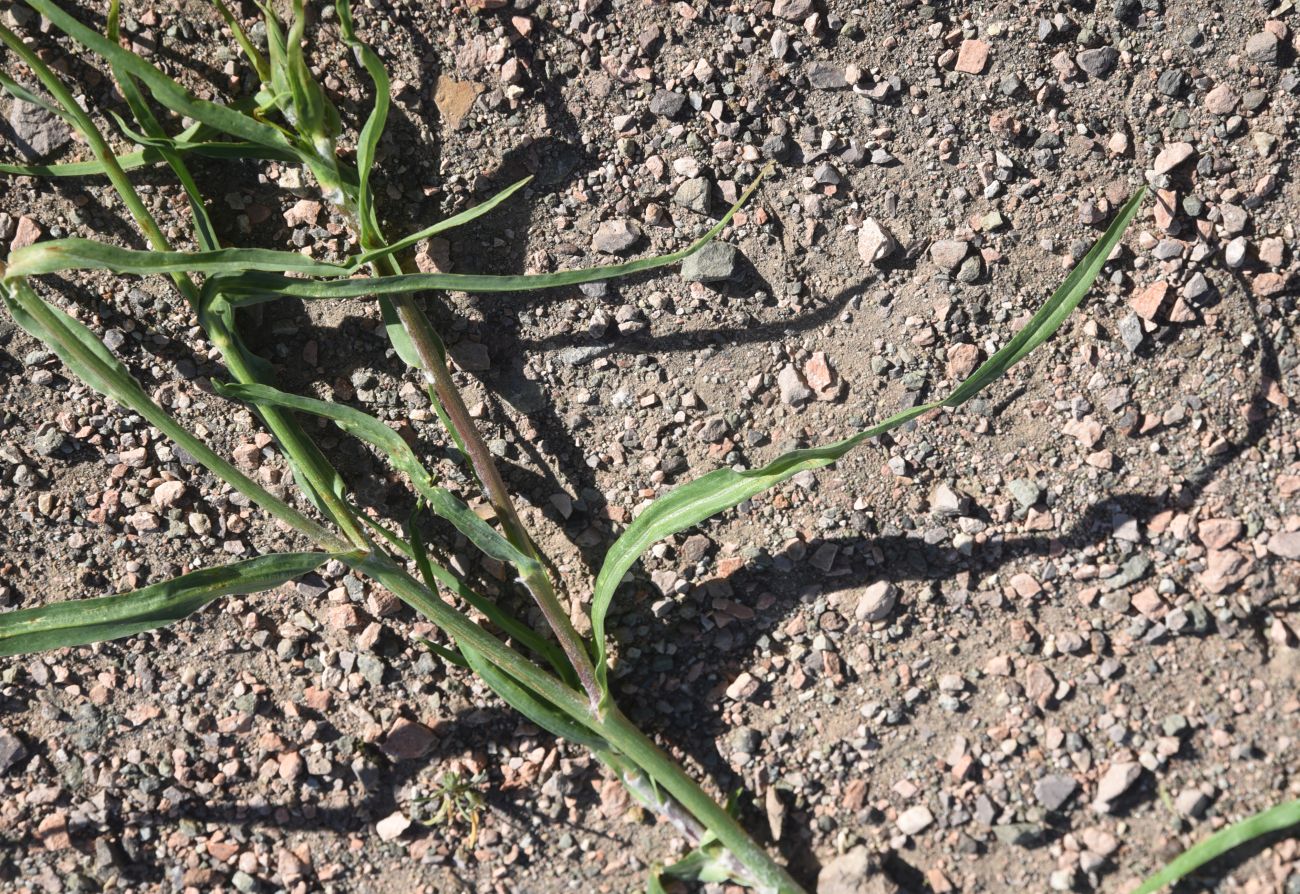 Image of genus Tragopogon specimen.