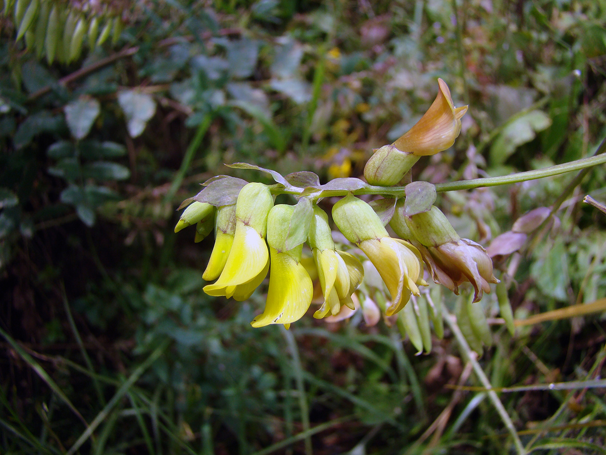 Изображение особи Astragalus lepsensis.