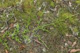 Lycopodium clavatum. Интенсивно растущая ветвь. Ленинградская обл., Кингисеппский р-н, окр. дер. Выбье, экологическая тропа; старая дюна, зеленомошный сосняк. 13.07.2025.