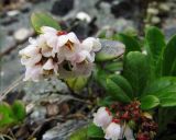 Vaccinium vitis-idaea. Соцветие. Коми, Интинский р-н, Приполярный Урал, хр. Малдынырд, руч. Алькесвож, горная тундра. 13.07.2010.