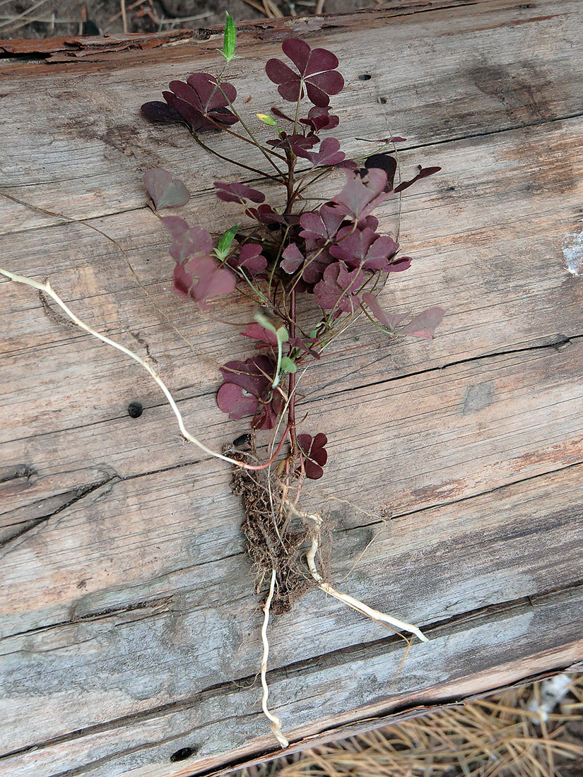 Изображение особи Oxalis stricta.