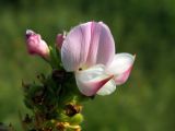 Image of taxon representative. Author is Денис Полевой