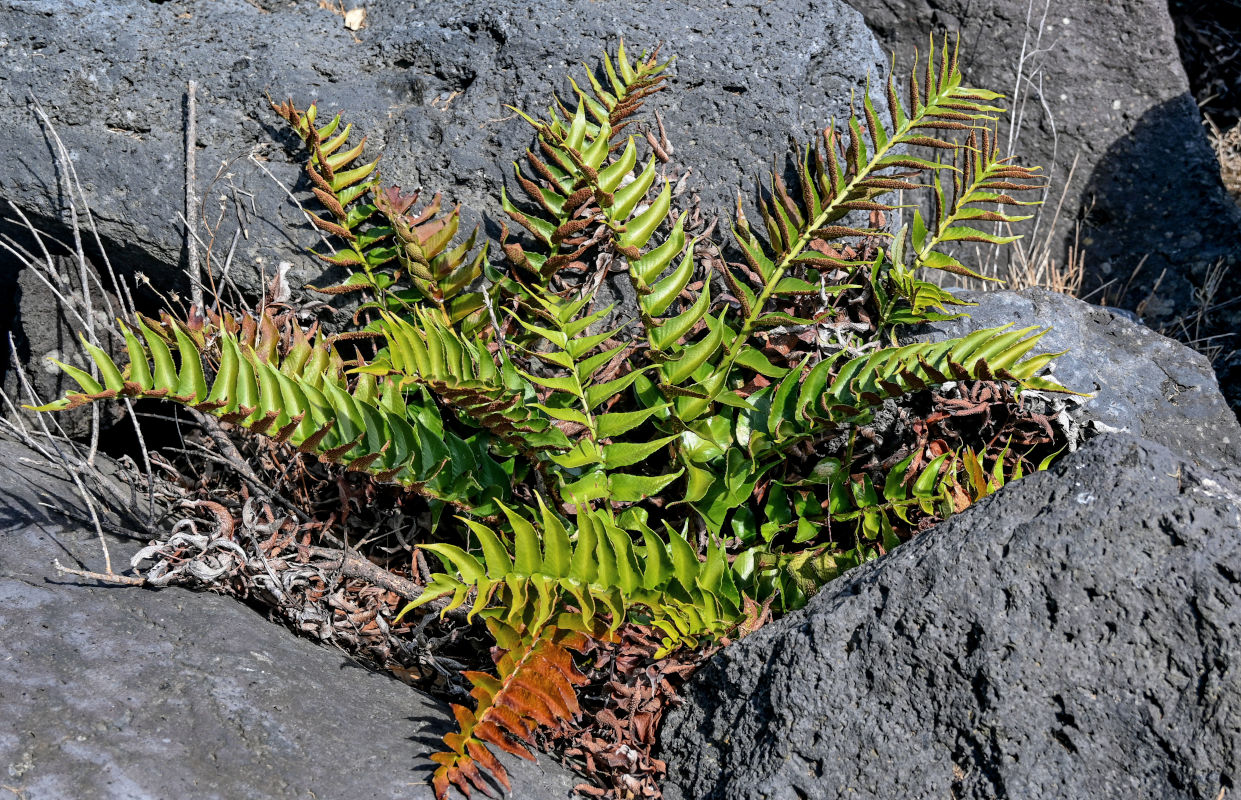 Image of Cyrtomium falcatum specimen.