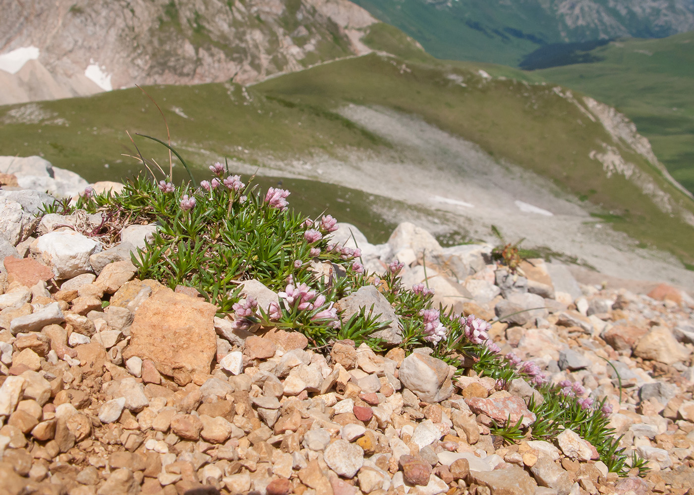 Изображение особи Asperula abchasica.