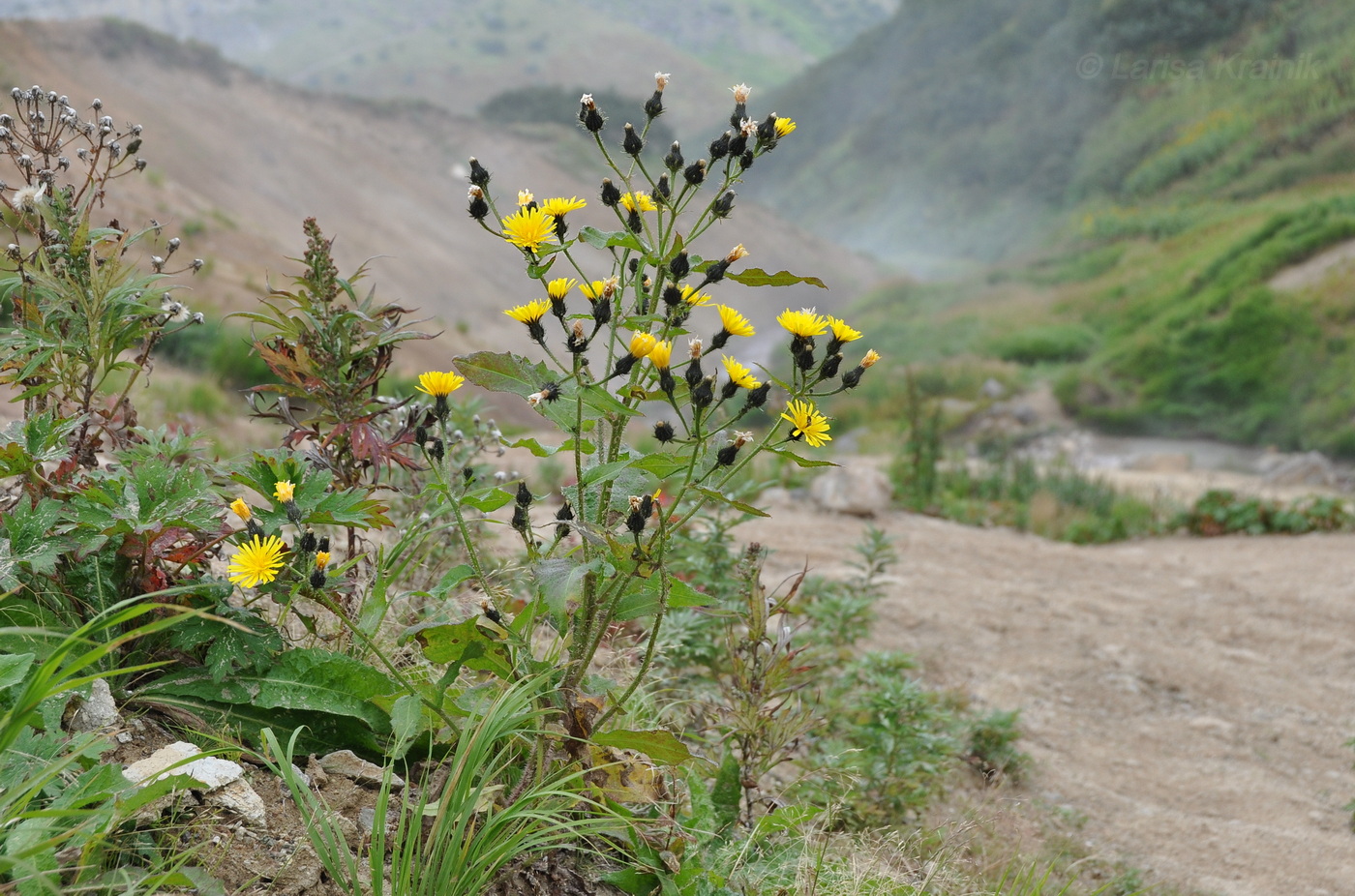 Image of Picris kamtschatica specimen.