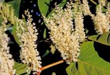 Reynoutria sachalinensis. Часть побега с соцветиями. Белгородская обл., пос. Ракитное, ул. Новосадовая. 7 сентября 2021 г.