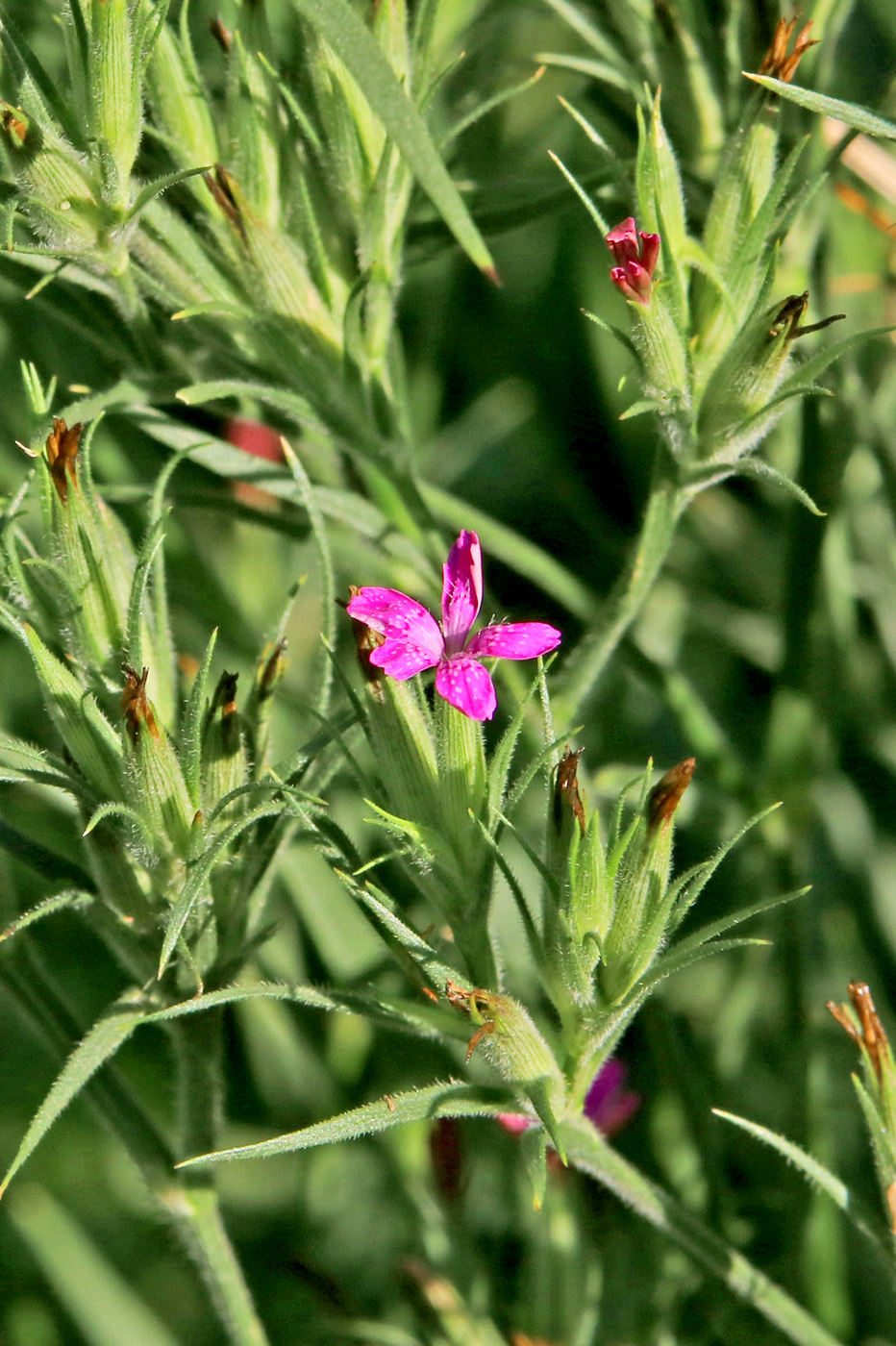 Изображение особи Dianthus armeria.