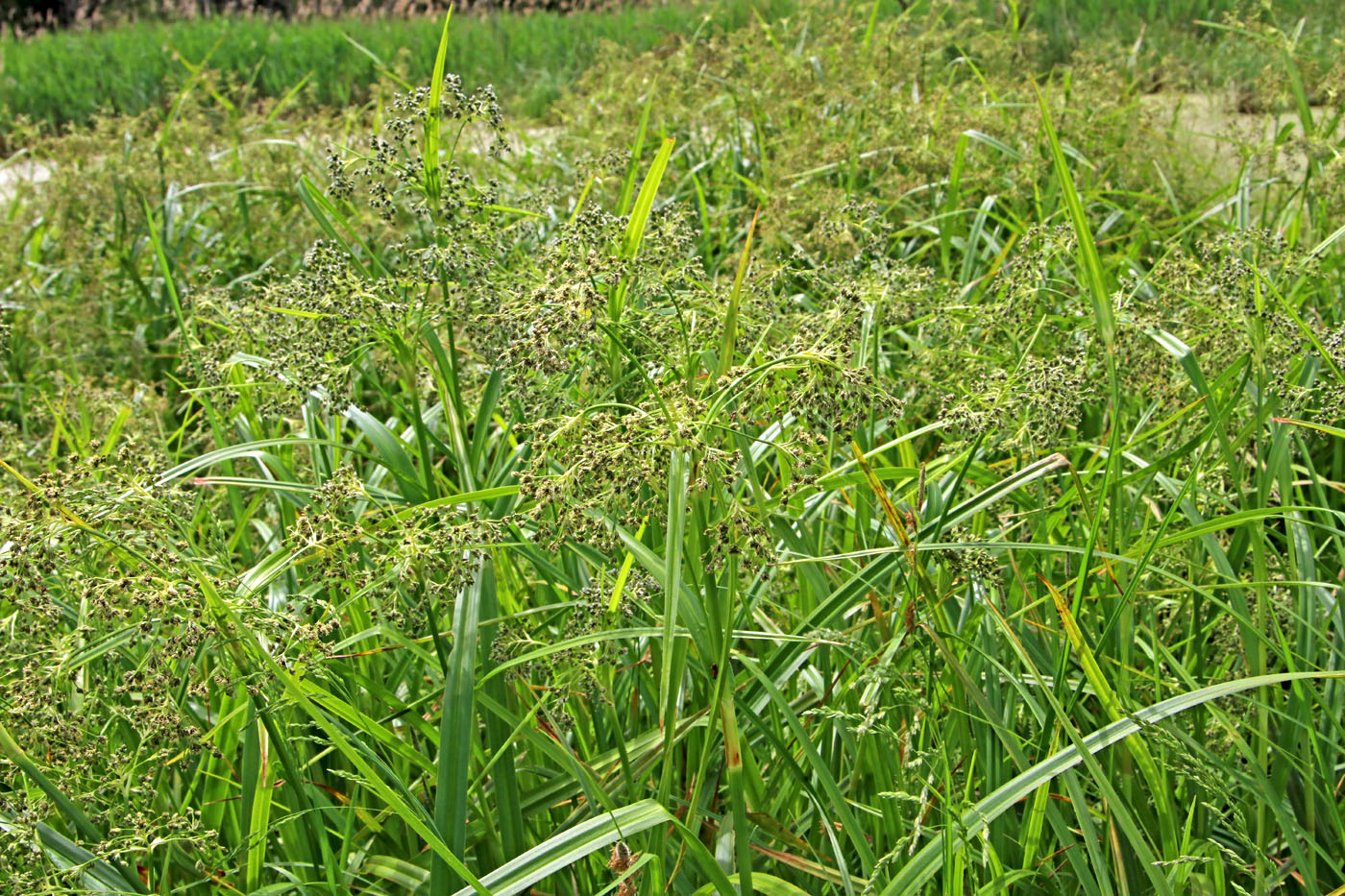 Изображение особи Scirpus sylvaticus.