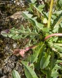 Taraxacum officinale