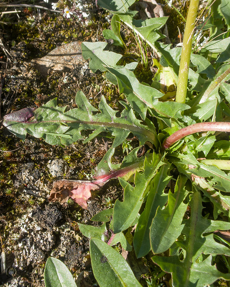 Изображение особи род Taraxacum.