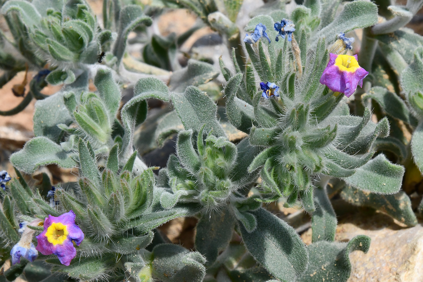 Изображение особи Arnebia obovata.